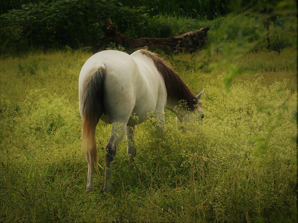 Backshot of a horse showing its tail