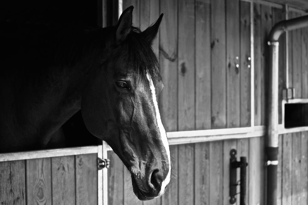 A horse in a horse stable
