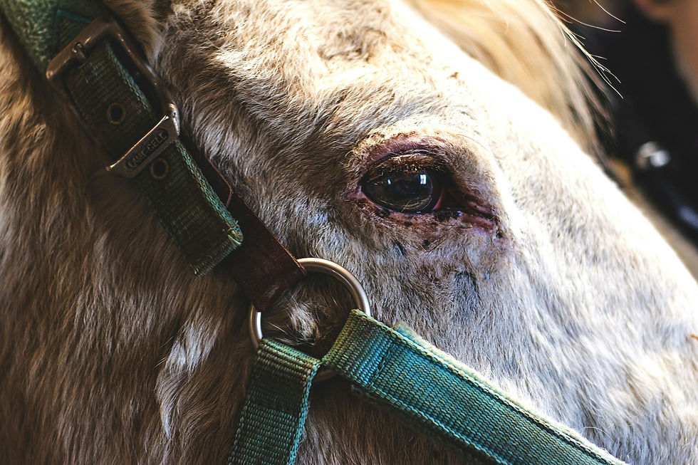 Close up of a horse's eye