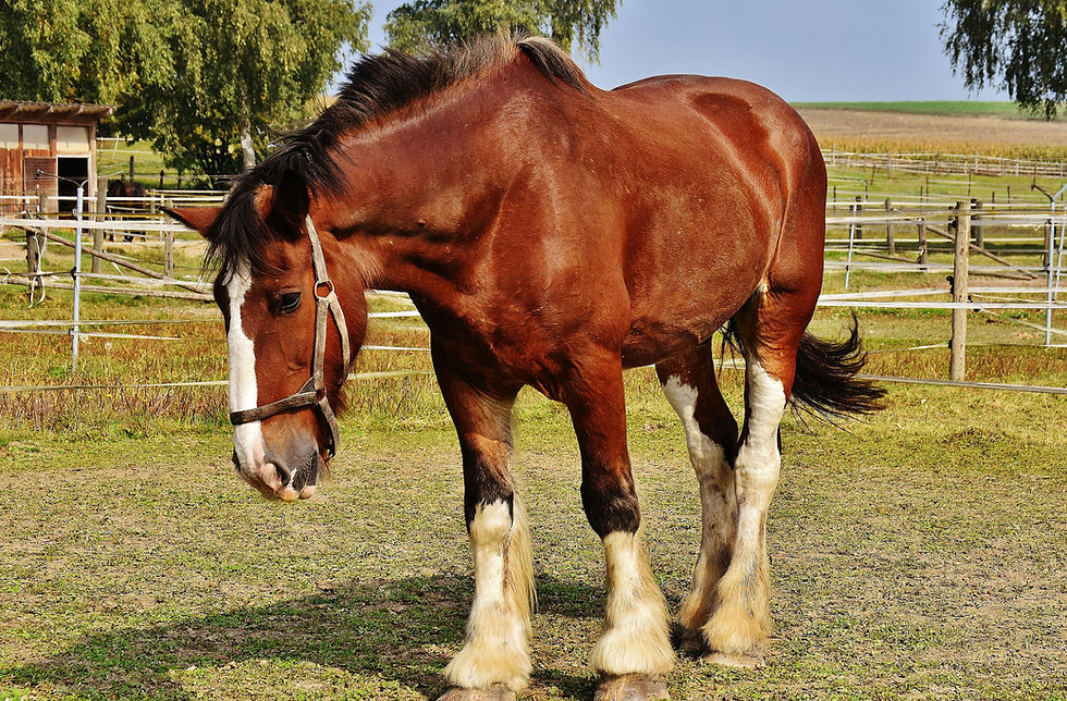 A horse grazing in a field
