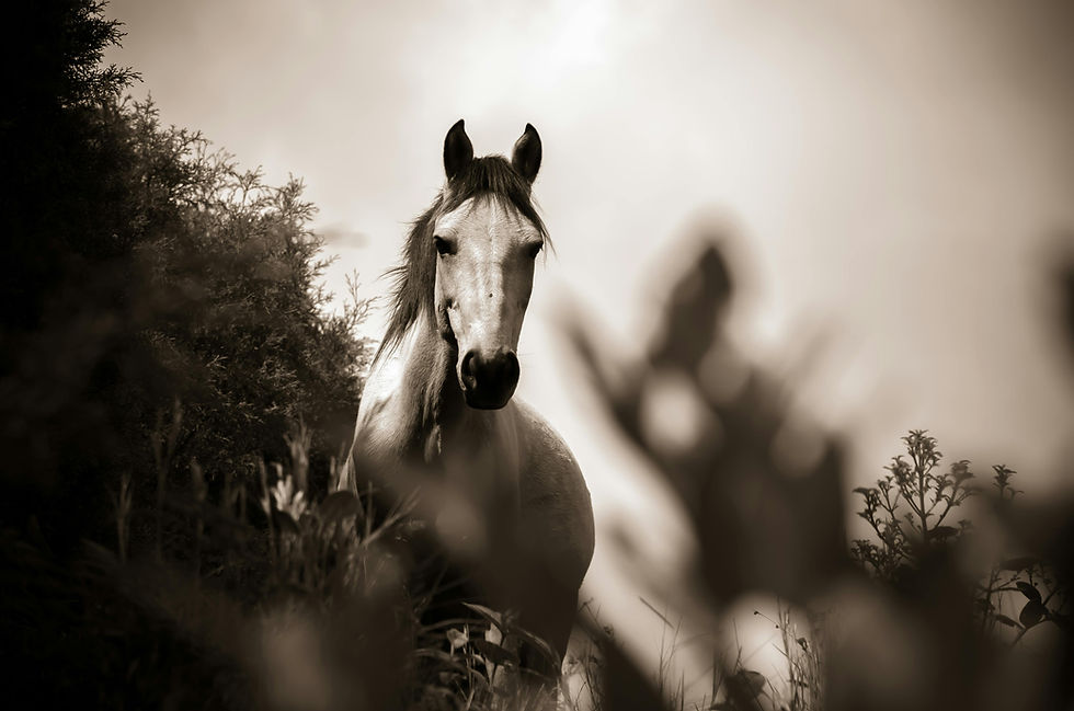A horse in monochrome