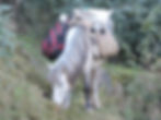 Spiti Horse
