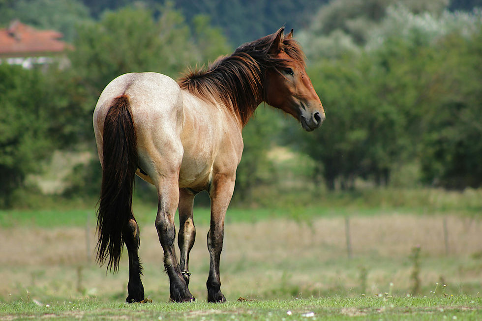 Backshot of a horse showing its tail