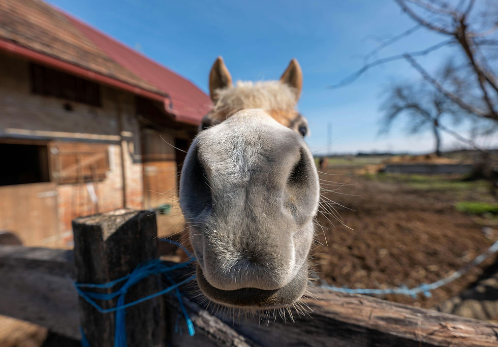 Close up shot of a horse's mouth