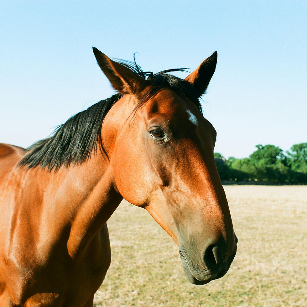 Close up of a horse showing the ears