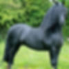 Bhutia Horse