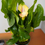 Thumbnail: Calla Lily
