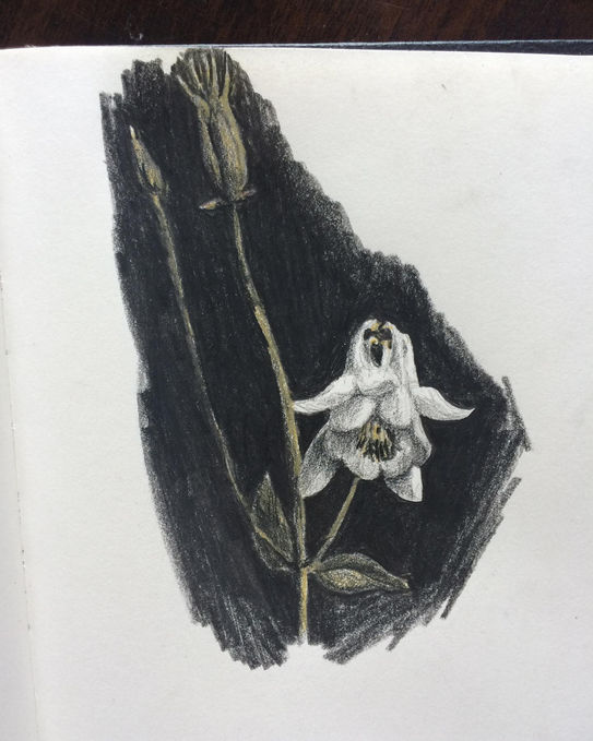 a black and white drawing of a flower with a yellow center