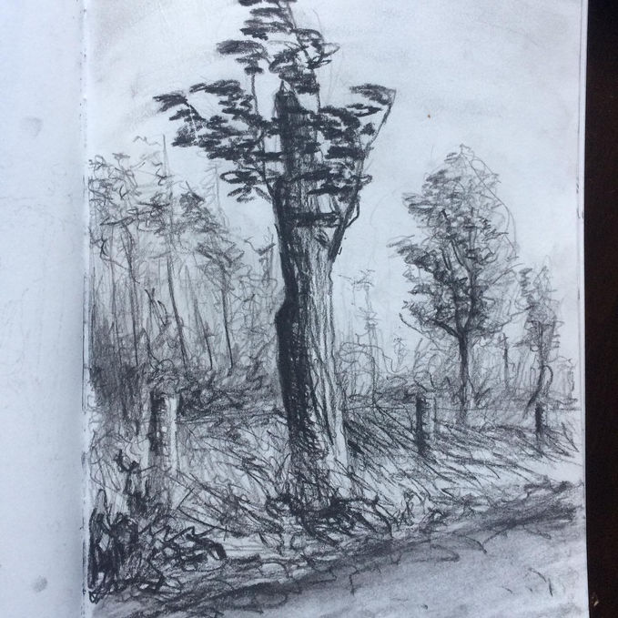 a black and white drawing of trees in a forest