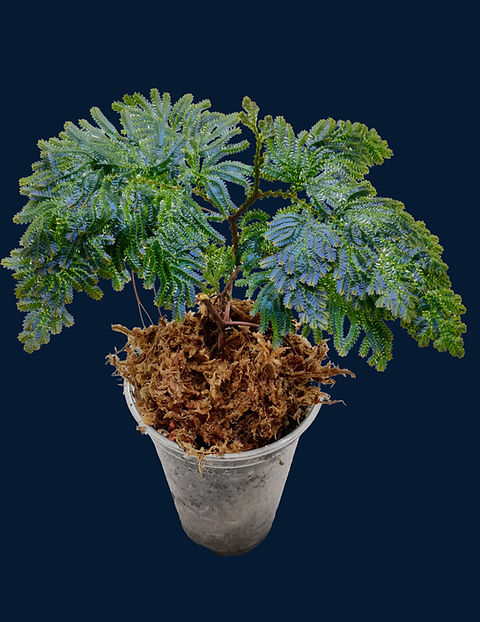 Selaginella willdenowii | Speak In Plants