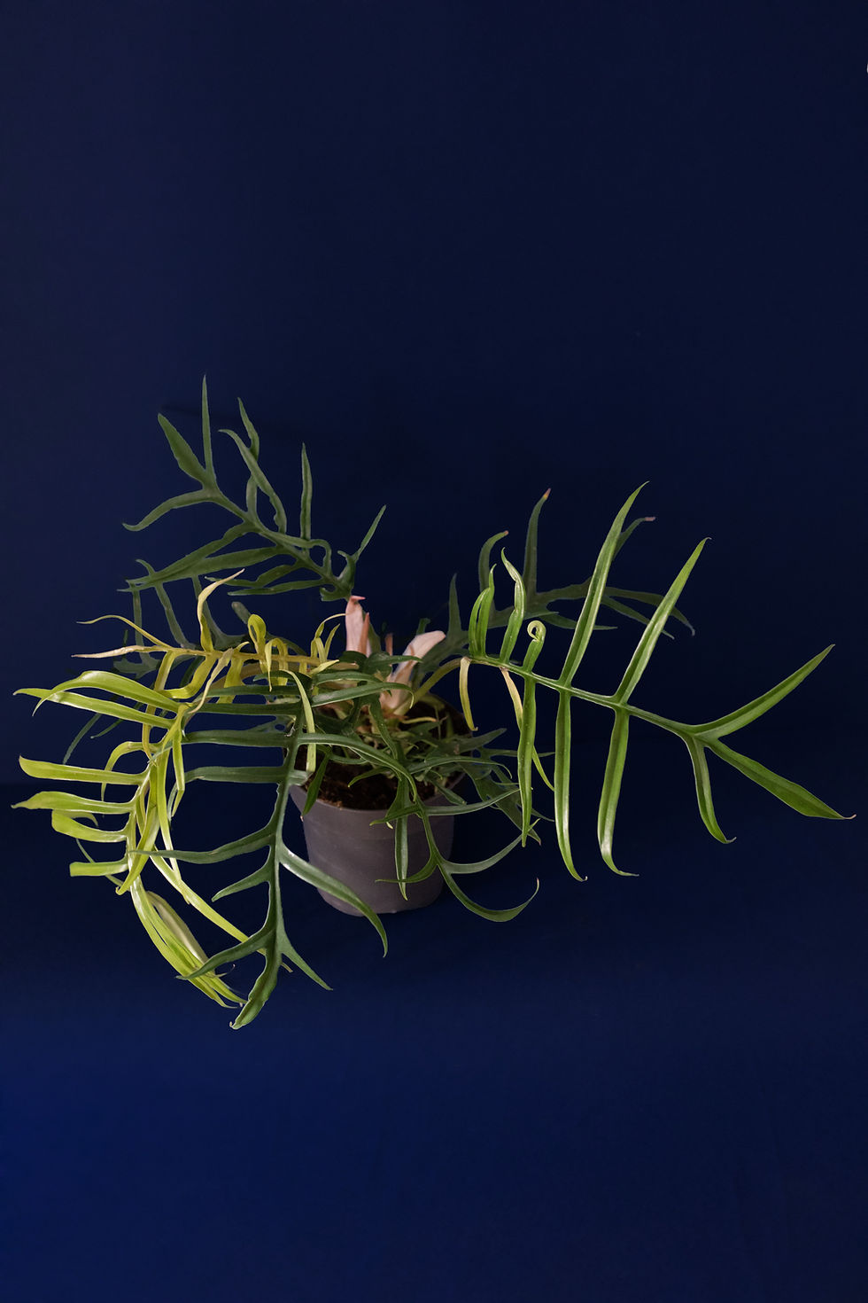 Thumbnail: Philodendron tortum