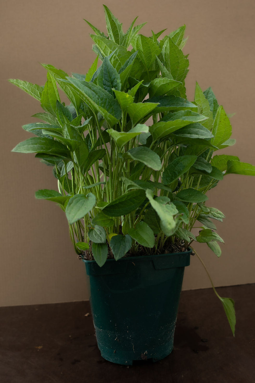Thumbnail: Rudbecka fulgida "Goldsturm"