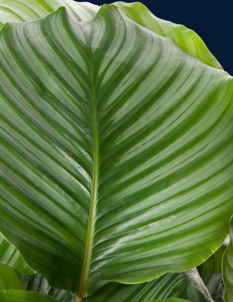 Calathea orbifolia