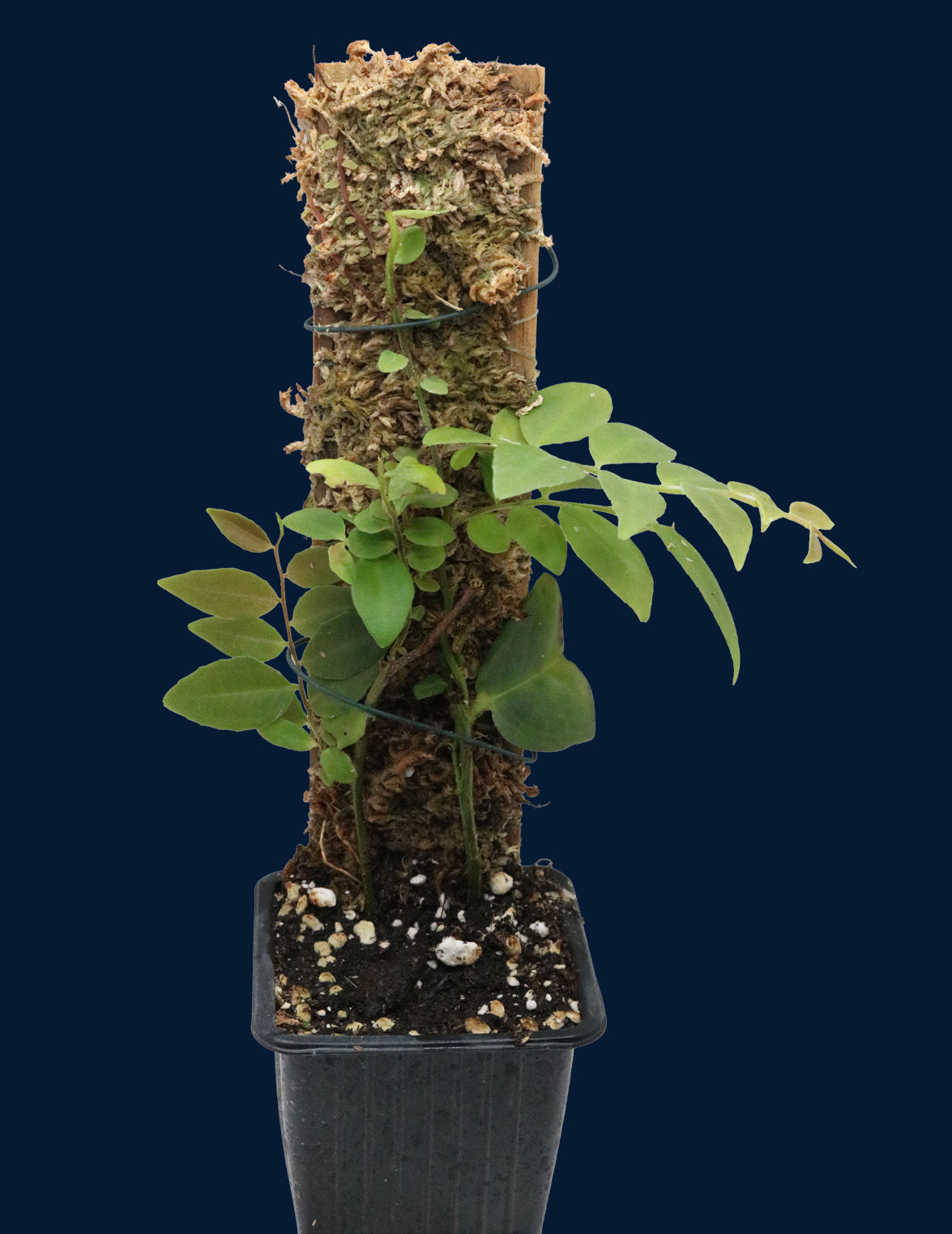 Marcgravia sp. Macas