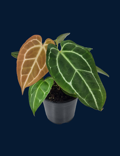 Anthurium Crystallinum Var × Papi FS 斑入り Anthurium papillilaminum x crystallinum | Speak In Plants