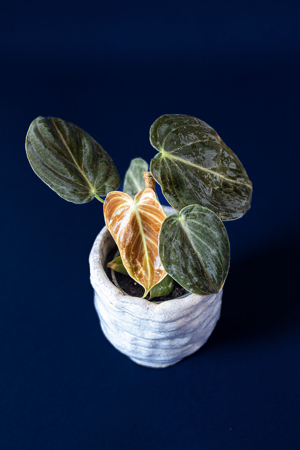 Thumbnail: Philodendron melanochrysum