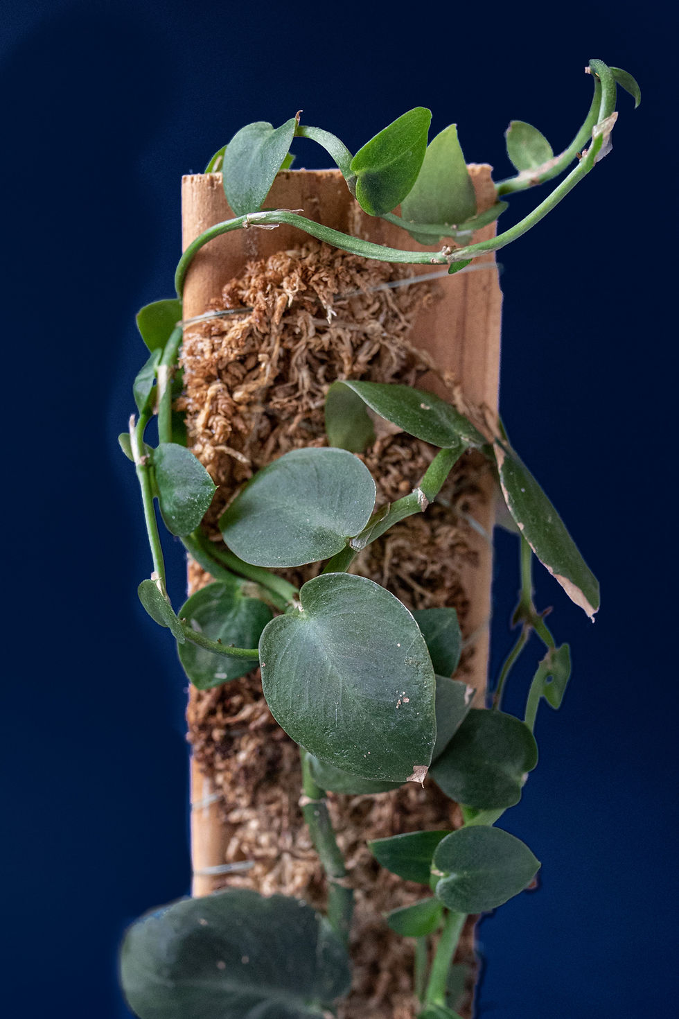 Thumbnail: Rhaphidophora hayi