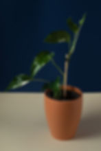 Epipremnum pinnatum variegated