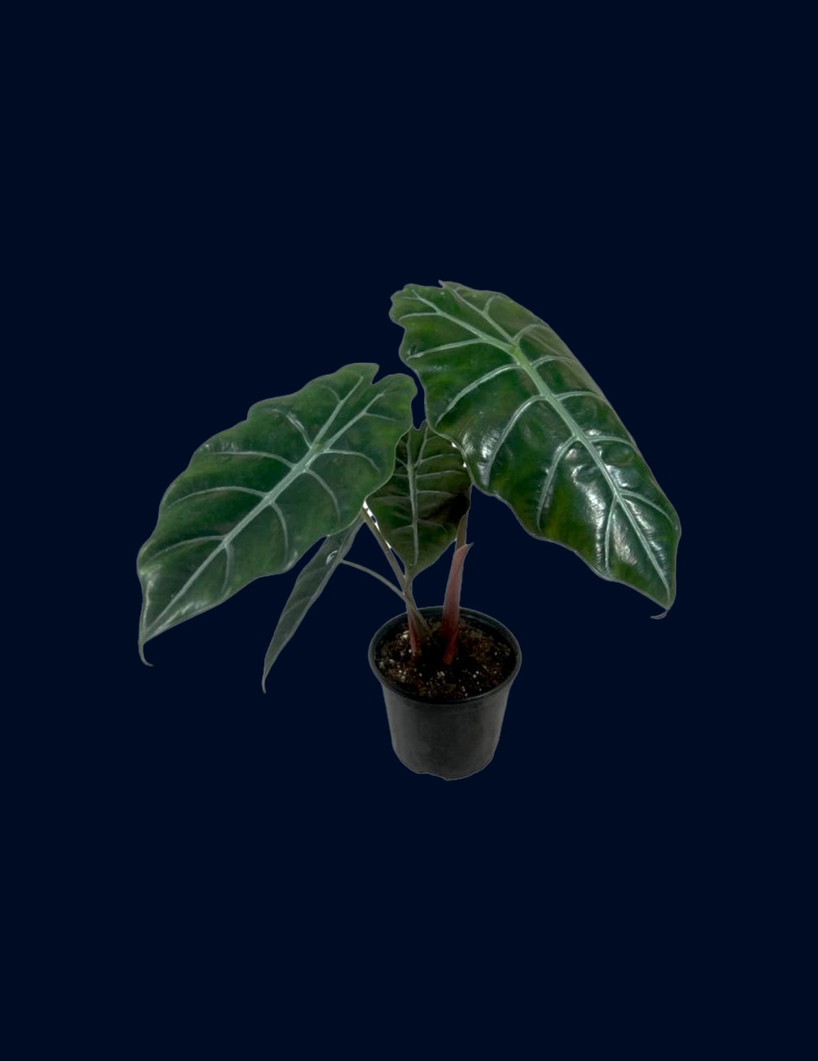 alocasia chantrieri