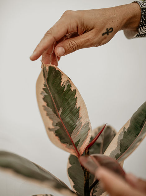 Enhance Your Indoor Plants with Essential Oils