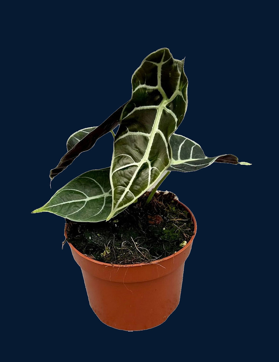 Thumbnail: Alocasia longiloba "Watsoniana"