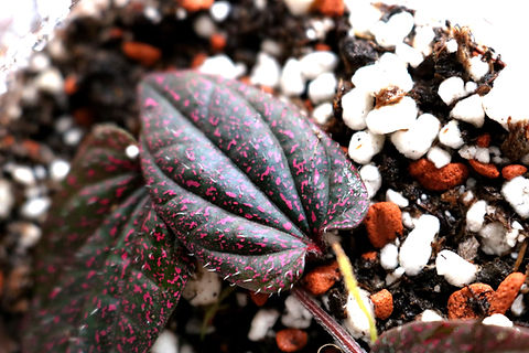 Piper sp. pink papua | Speak In Plants