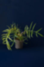 Philodendron tortum