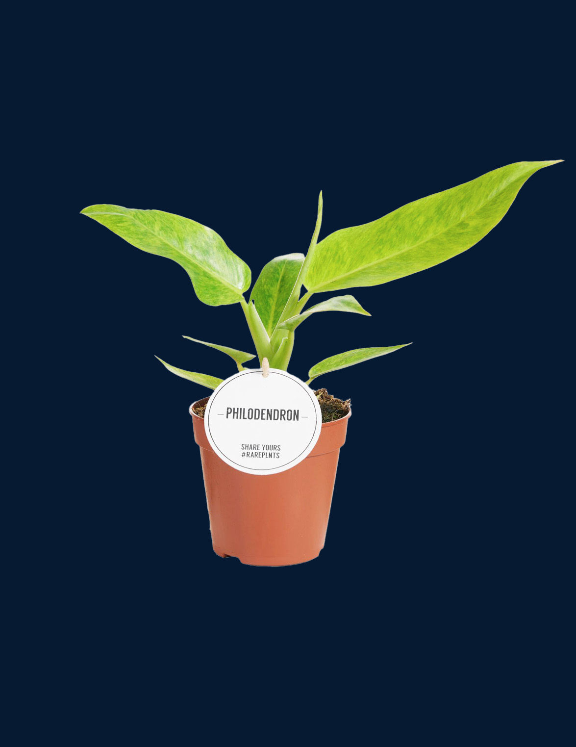 Philodendron Calkins Gold