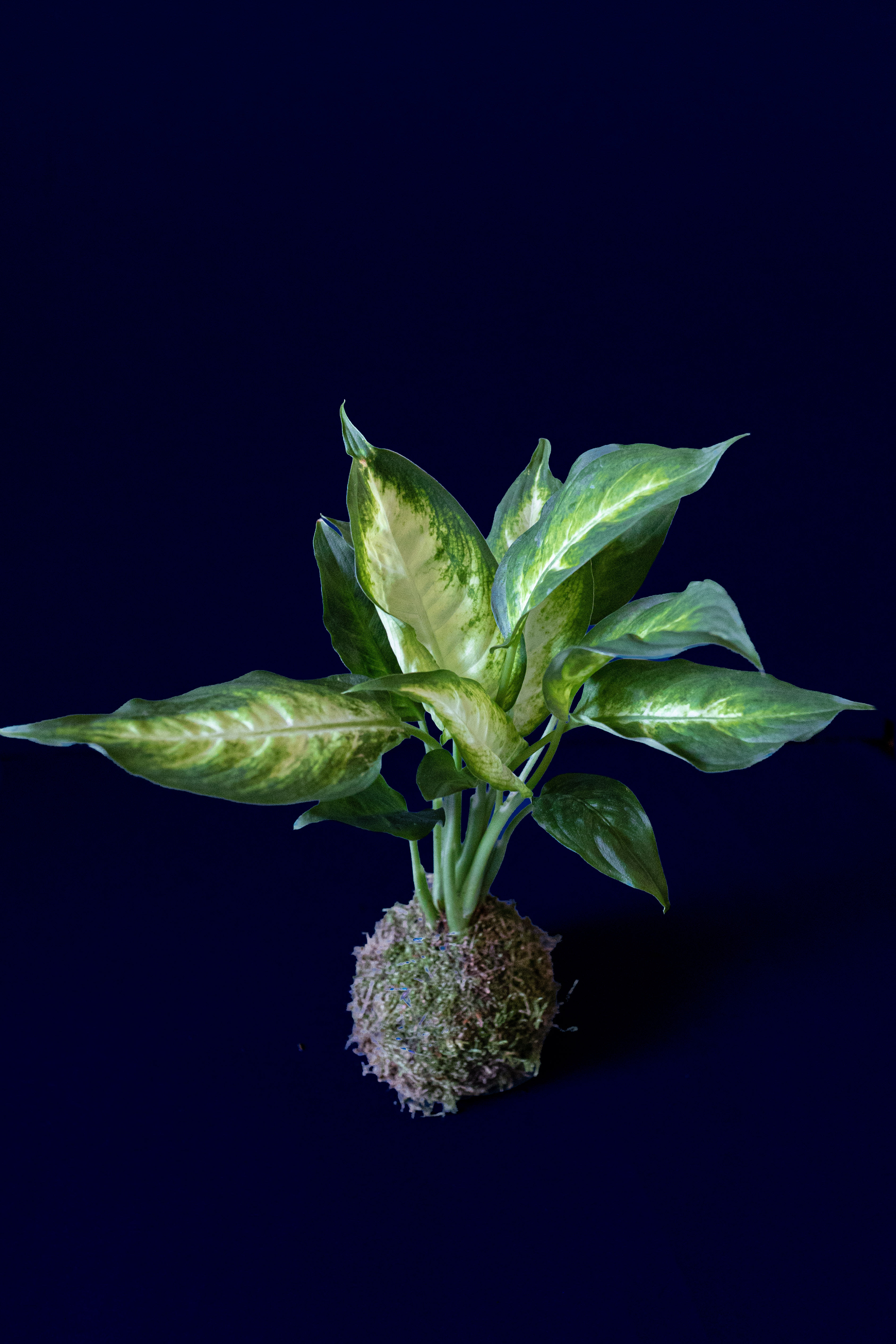 Kokedama Dieffenbachia "Camille"