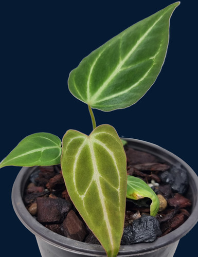 Anthurium papillilaminum x magnificum | Speak In Plants