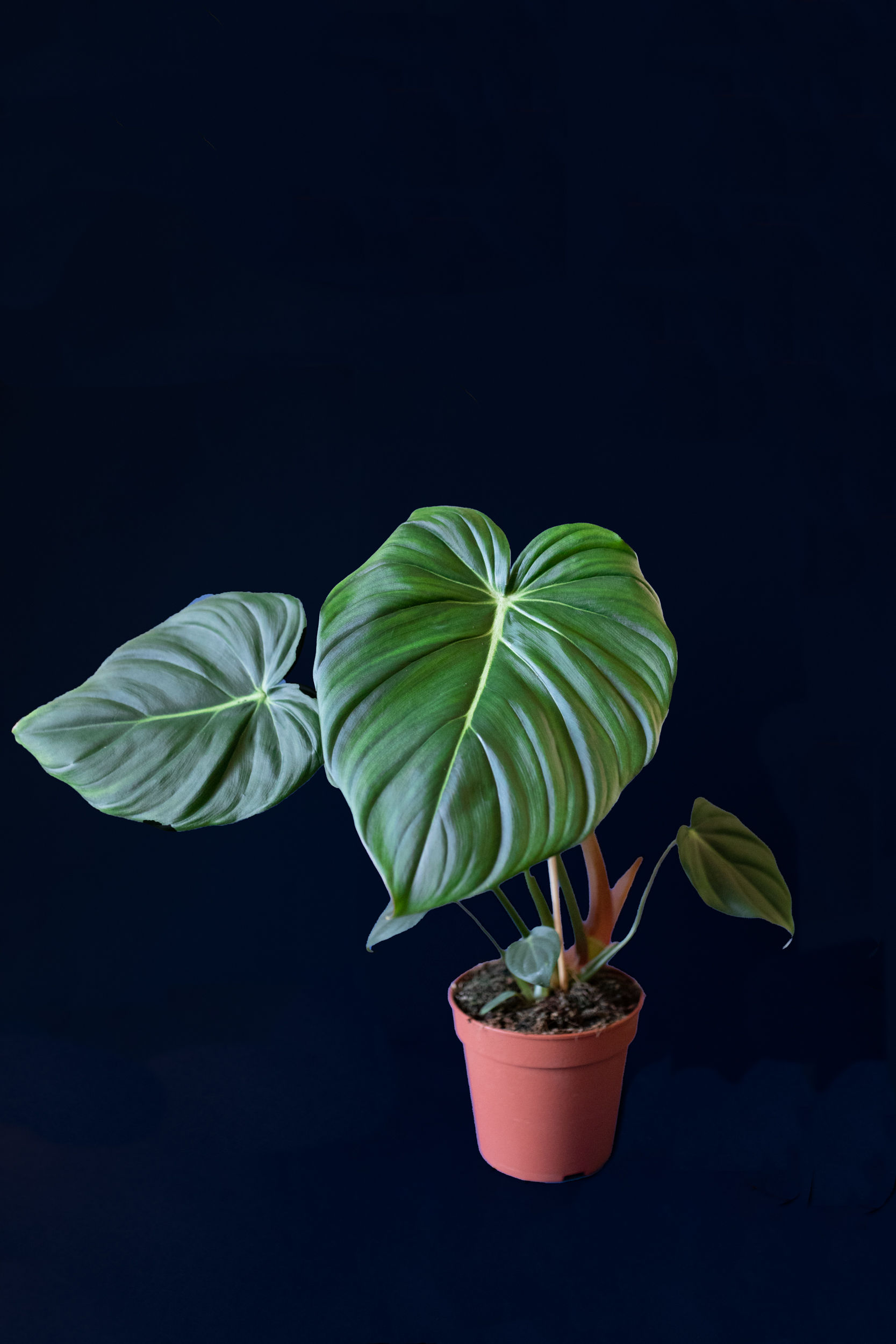 Philodendron pastazanum