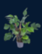 Philodendron squamiferum