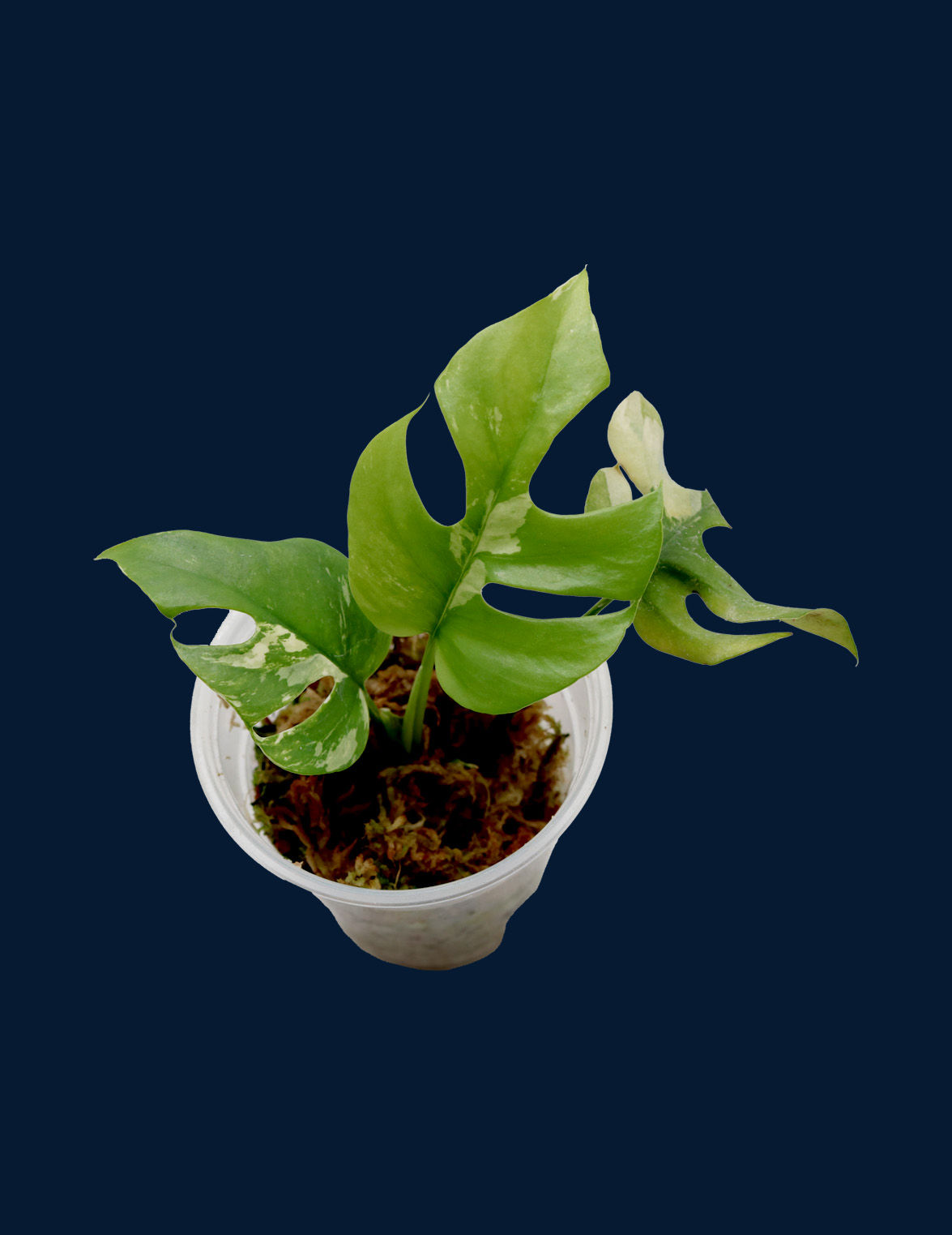 Rhaphidophora tetrasperma Variegata