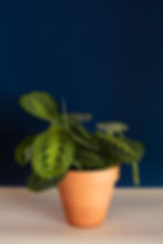 Maranta leuconeura "Lemon Lime"