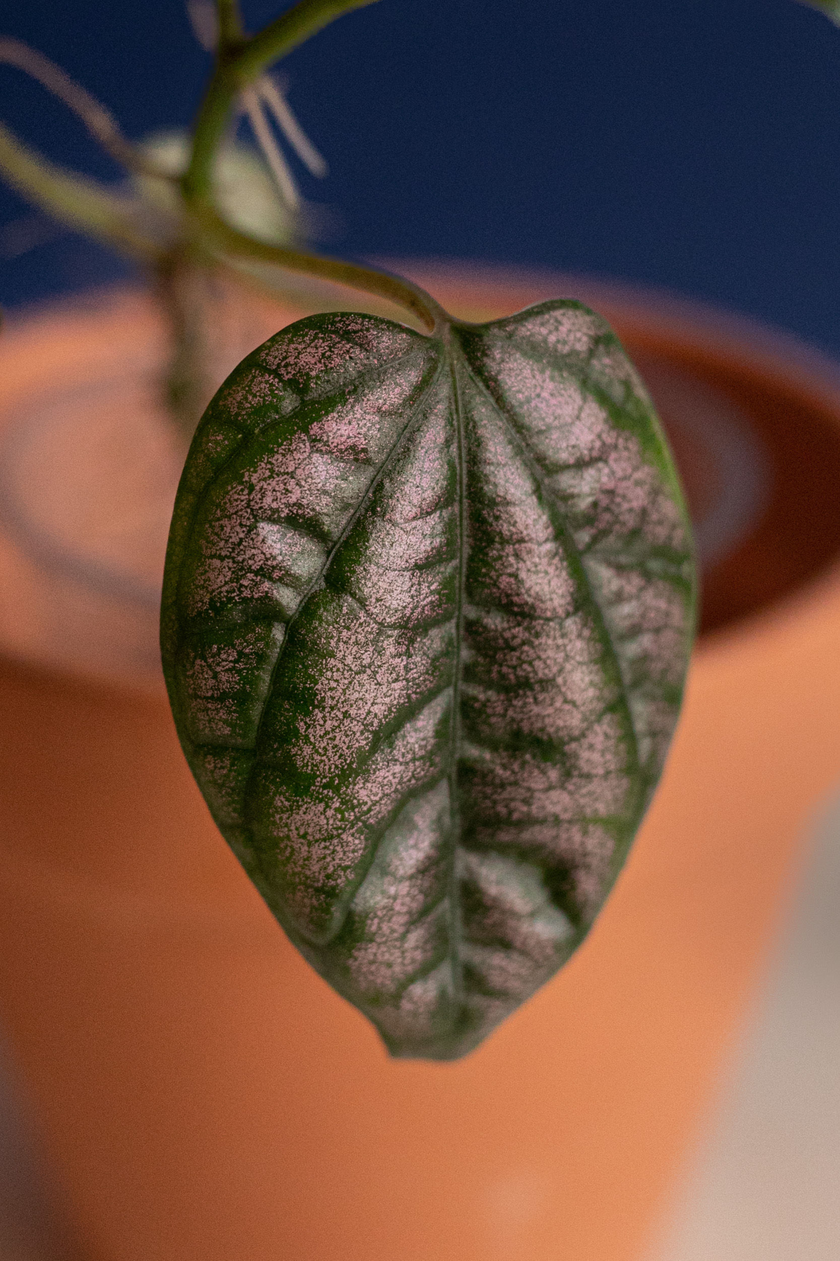 Piper argyrites "Pink"