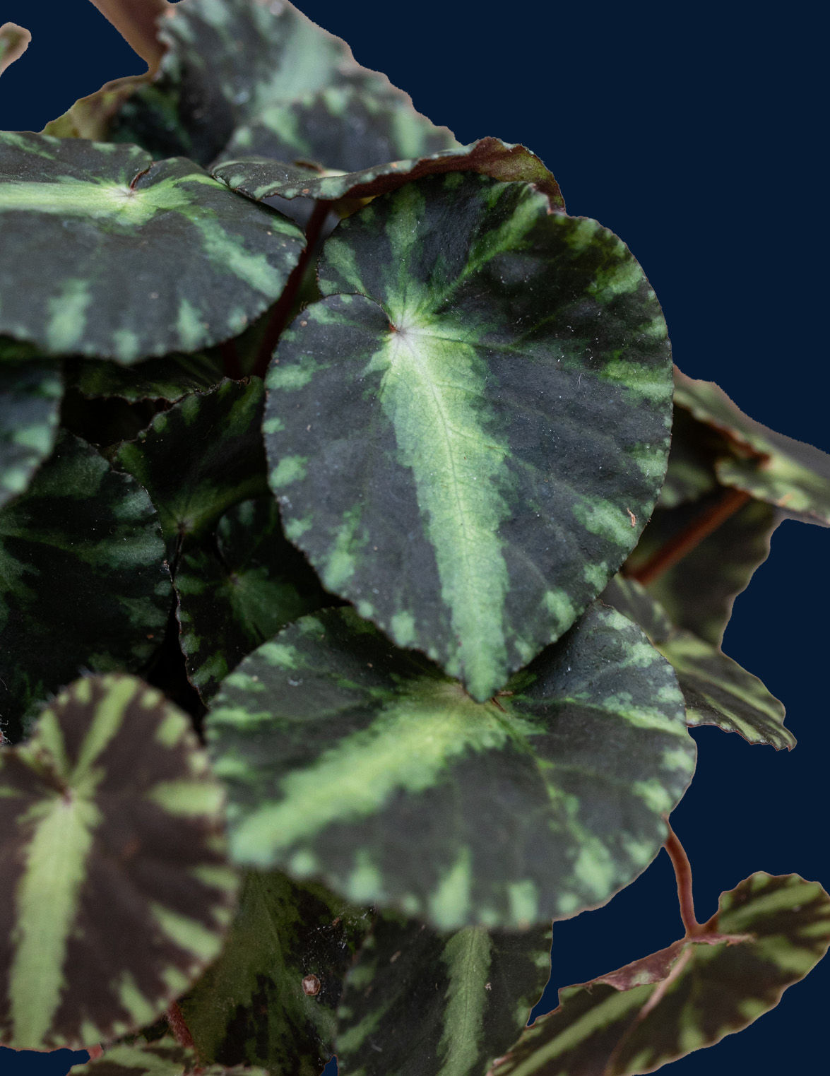 Begonia cleopatrae