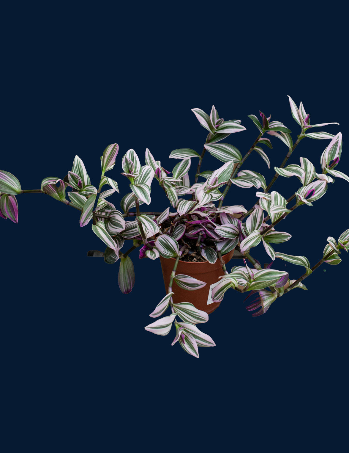 Tradescantia nanouk XL