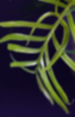 Philodendron tortum