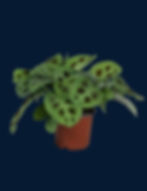 Maranta leuconeura "Kerchoveana"