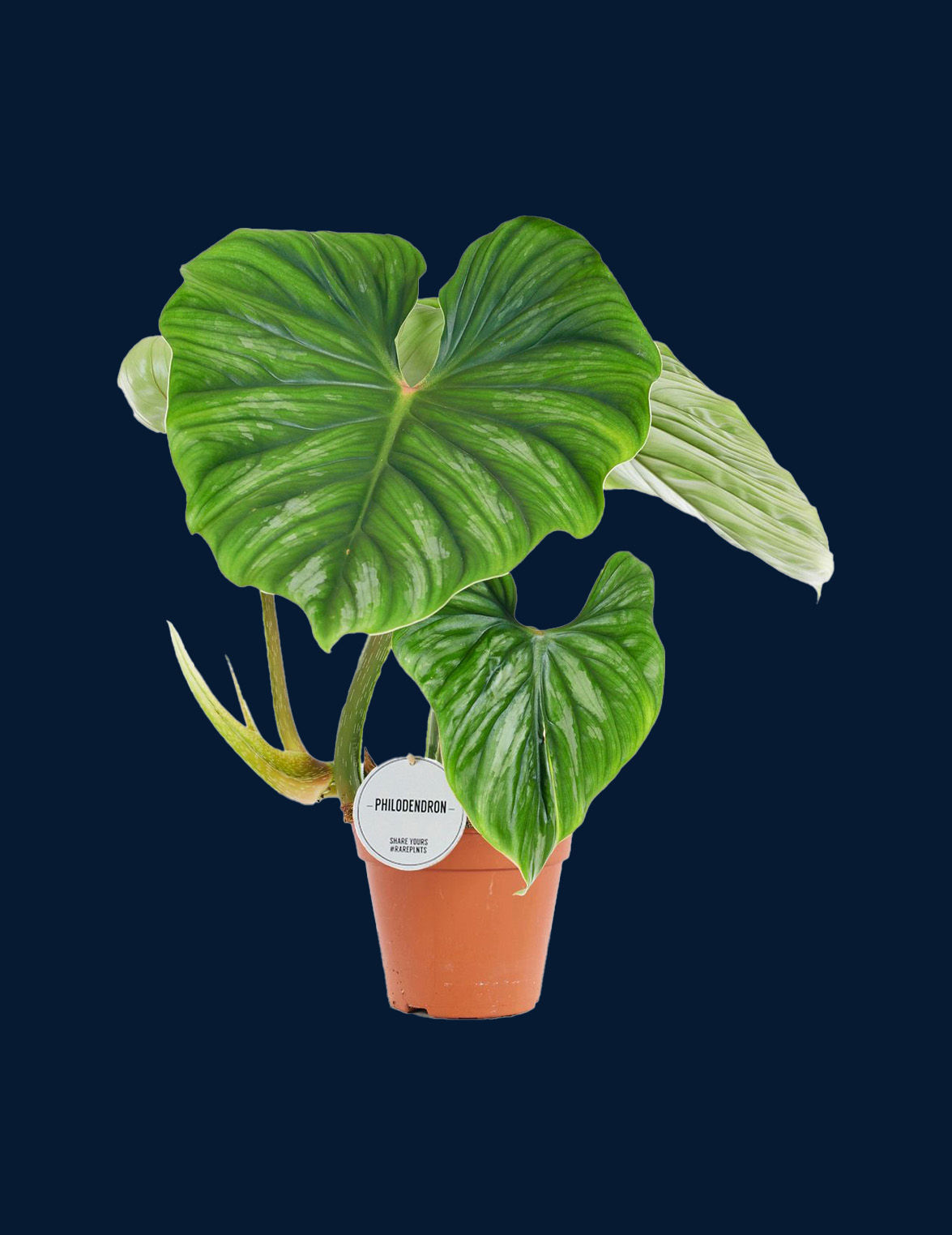Philodendron plowmanii