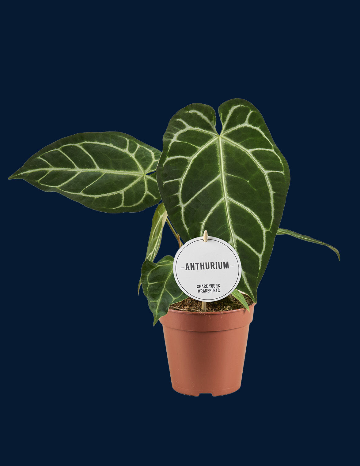 Anthurium regale