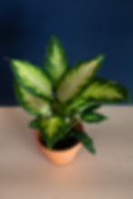 Dieffenbachia "Camille"