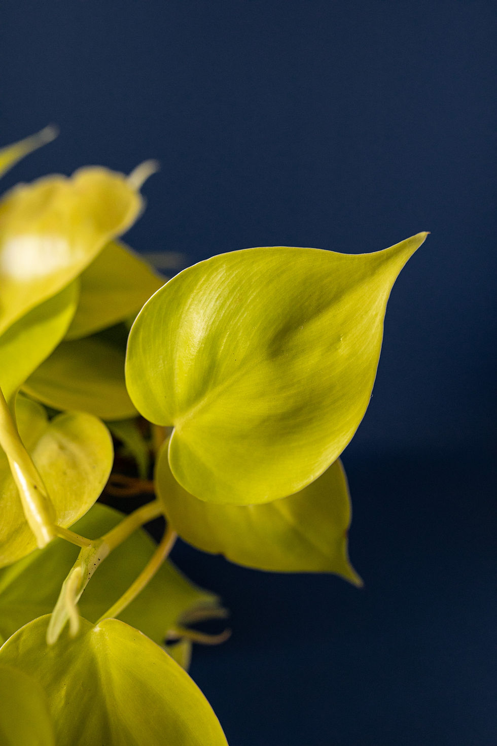 Philodendron scandens "Neon"