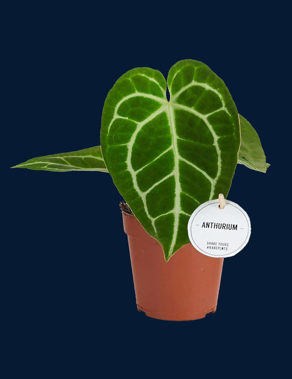 Anthurium crystallinum