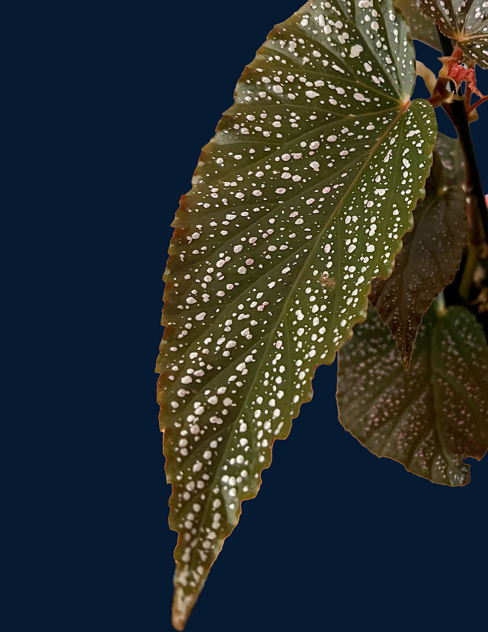 BEGONIA POLKA DOT PINK