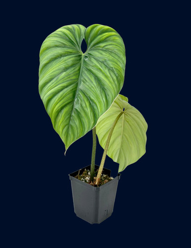 rubber tree seedlings Ficus Burgundy Tree Form Single Stem, Rubber Tree main image 1