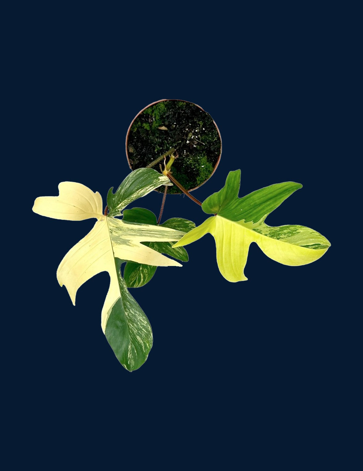 philodendron florida beauty