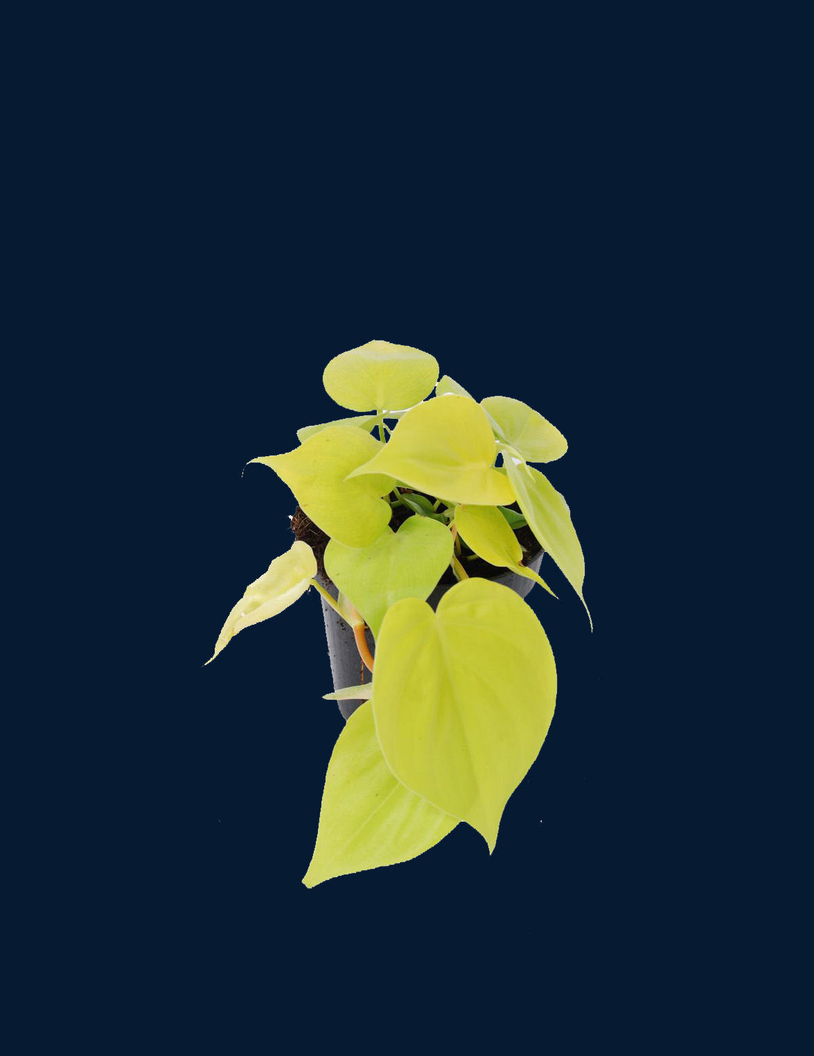 Philodendron scandens "Lime"