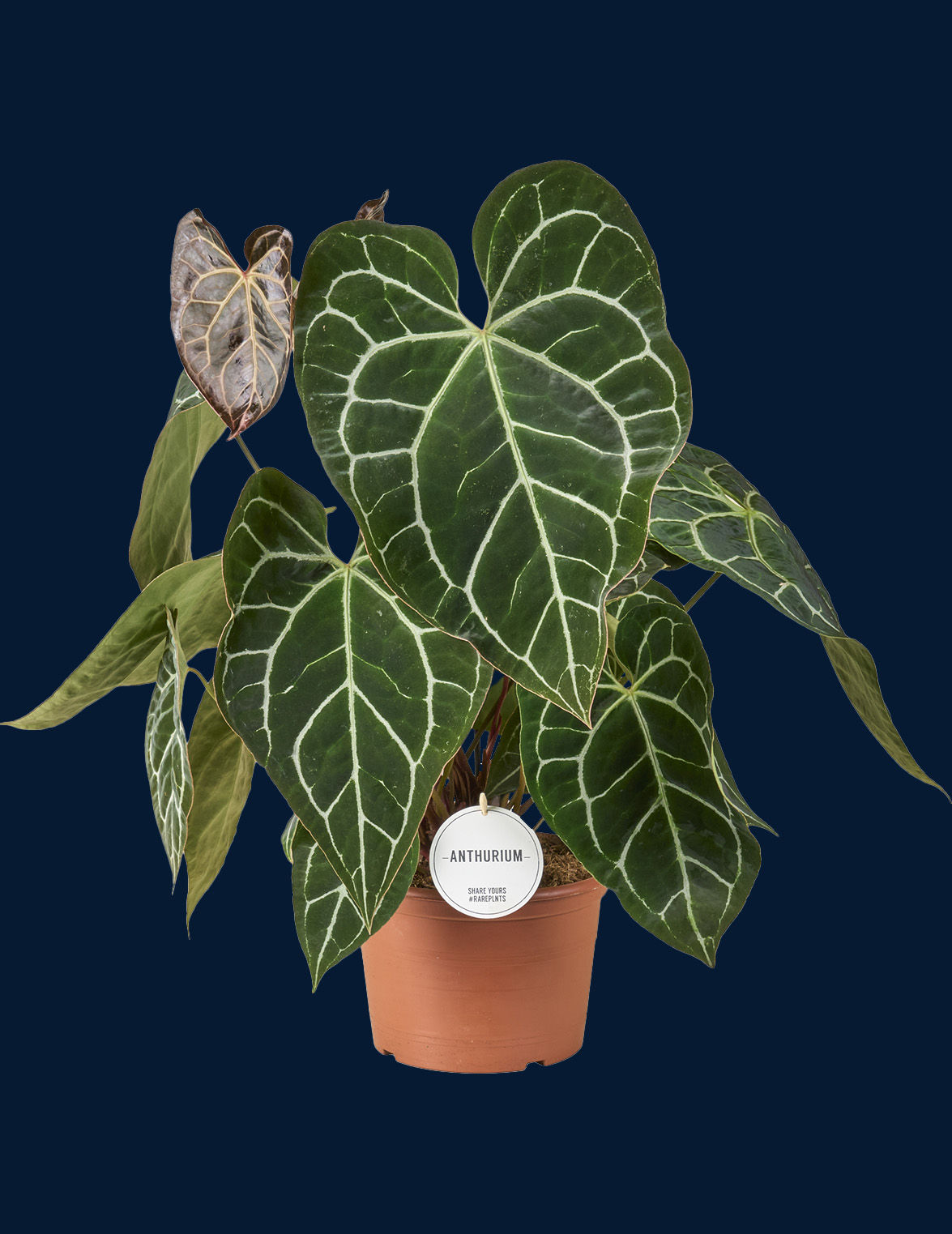 Anthurium crystallinum XL