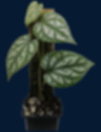 Piper sp. argyrites